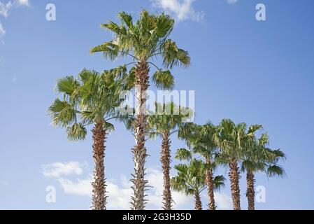 Majestueux palmiers Sabal, l'arbre d'État de Floride, dans un magasin de Lowes à Alachua, Floride. Banque D'Images