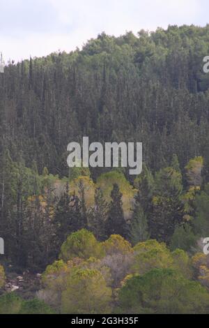 Belles couleurs d'hiver, grands pins, cyprès, arbres à aiguilles ou conifères vus sur le côté de la route # 1 sur le chemin de Jérusalem sous couvert Banque D'Images