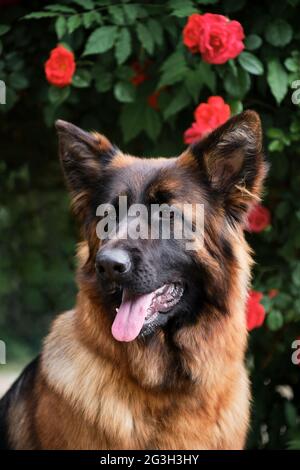 Berger allemand sur fond de brousse avec roses rouges. Portrait de gros plan vertical printanier d'un magnifique chien doux et de race pure. PET avec fleurs au printemps i Banque D'Images