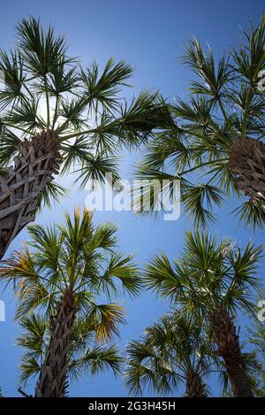 Sabal palmiers dans le parking de la pharmacie CVS à High Springs; FL. Banque D'Images