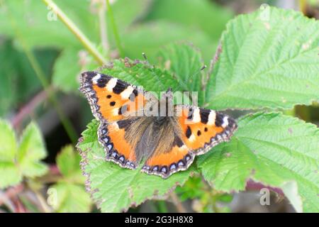 Petit Tortoiseshell Aglais urticaire sur une feuille de mûre Banque D'Images