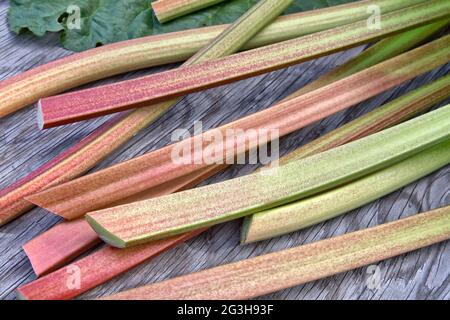 Tiges de Rhubarb récoltées 'Rheum rhabarum' cultivées dans le jardin. Banque D'Images