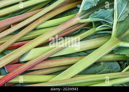 Tiges de Rhubarb récoltées 'Rheum rhabarum' cultivées dans le jardin. Banque D'Images