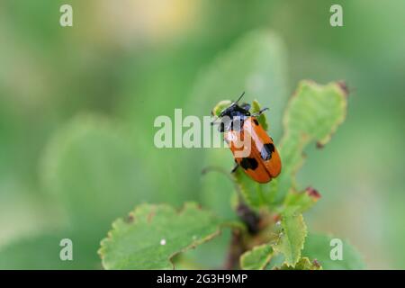 Fourmis scarabée Clytra laeviuscula en gros plan perché sur une feuille Banque D'Images