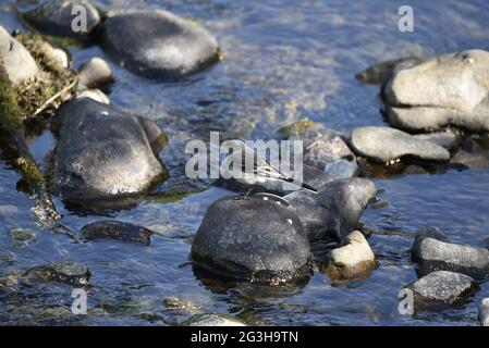 Jeune chiet à pied (Motocilla alba) perchée sur une grande pierre sur la rivière Rhiw, au milieu du pays de Galles, en été Banque D'Images