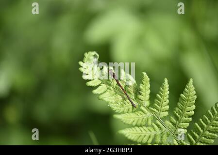 Gros plan la mouche du Darter commun mâle (Sympetrum striolatum) assise sur une feuille de Fern Sunny prise sur la rive de la rivière Rhiw au pays de Galles en juin Banque D'Images