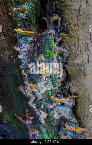 Vue latérale du champignon sur le tronc d'arbre brun, image verticale du stock naturel - tourné au jardin botanique indien Acharya Jagadish Chandra Bose, à Shibpur, Howrah, Banque D'Images