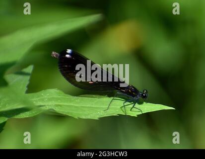 Femelle de caloptère à ailes de joaillier ébène (Calopteryx maculata) avec ailes noires. Photo prise dans une prairie de l'Iowa. Banque D'Images