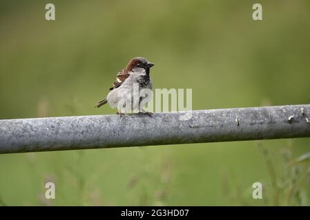 Gros plan d'un Bruant masculin (Passer domesticus) perché au sommet d'une porte en métal surplombant les terres agricoles du centre du pays de Galles en juin Banque D'Images