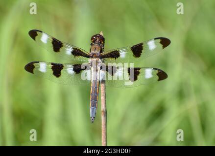 Libellule à douze pois (Libellula pulchella). Photographie prise dans une prairie de l'Iowa. Banque D'Images