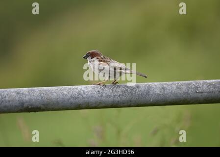 Gros plan de Male House Sparrow (Passer domesticus) perché au sommet d'une ferme en métal au pays de Galles en juin, en regardant sur les terres agricoles Banque D'Images