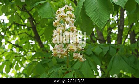 Branche d'un châtaignier aux feuilles vertes et inflorescence de fleurs aux pétales blancs et roses le jour du printemps Banque D'Images