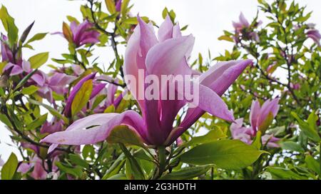 Fleur de magnolia avec des pétales roses délicats sur une branche avec des feuilles vertes le jour du printemps Banque D'Images