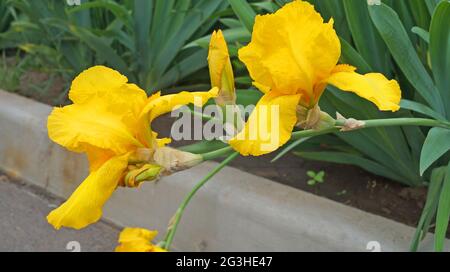 Fleur d'iris avec pétales jaunes sur une tige avec des feuilles vertes sur un lit de fleur le jour du printemps Banque D'Images