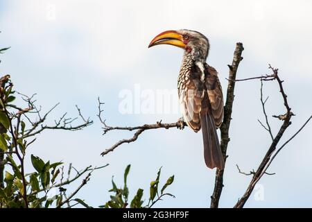 Mâle Hornbill Tockus leucomelas à bec jaune dans le parc national Kruger, Mpumalanga, Afrique du Sud Banque D'Images