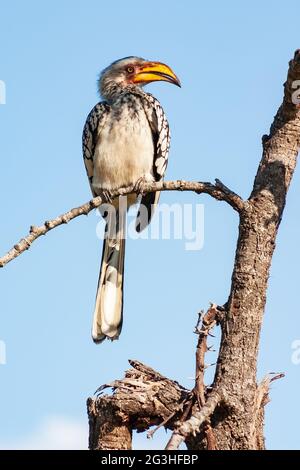 Mâle Hornbill Tockus leucomelas à bec jaune dans le parc national Kruger, Mpumalanga, Afrique du Sud Banque D'Images