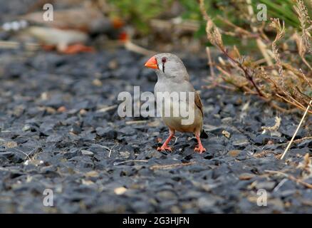 Australian Zebra Finch (Taeniopygia castaanotis) femelle se nourrissant de graines de mauvaises herbes sur le côté de la paisible route de campagne sud-est Queensland, Australie J Banque D'Images