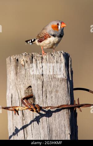 Australien Zebra Finch (Taeniopygia castaanotis) mâle perché sur la clôture sud-est du Queensland, Australie décembre Banque D'Images