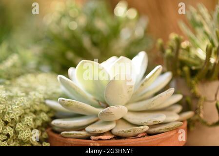 Succulent pot de fleurs à l'extérieur au coucher du soleil. Beau jardin avec des plantes de variété.Focus sélectif sur Echeveria laui succulent. Banque D'Images