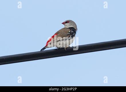 Diamond FiRetail (Stagonopleura guttata) adulte perché sur la ligne électrique sud-est du Queensland, Australie Janvier Banque D'Images