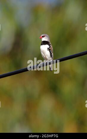 Diamond FiRetail (Stagonopleura guttata) adulte perché sur la ligne électrique sud-est du Queensland, Australie Janvier Banque D'Images