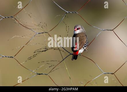 Zebra Finch adulte perché sur une clôture nourrissant des graines d'herbe Banque D'Images