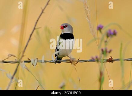 Diamond FiRetail (Stagonopleura guttata) adulte perché sur une clôture barbelée en train de manger des graines d'herbe au sud-est du Queensland, en Australie Janvier Banque D'Images