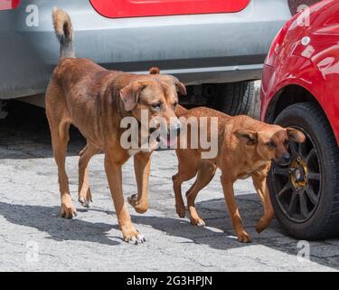 Deux sympathiques chiens bruns se promenant sur la route pour manger quelques restes de nourriture laissés derrière un restaurant à Cotacachi Equateur Banque D'Images