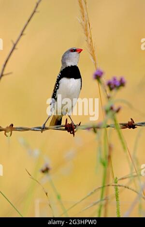 Diamond FiRetail (Stagonopleura guttata) adulte perché sur une clôture barbelée atteignant des graines d'herbe au sud-est du Queensland, en Australie Janvier Banque D'Images