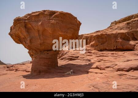 Un chien domestique se reposant à l'ombre d'un gigantesque rocher de champignons, dans le parc de la vallée de Timna, dans le désert du Negev, dans le sud d'Israël. Banque D'Images