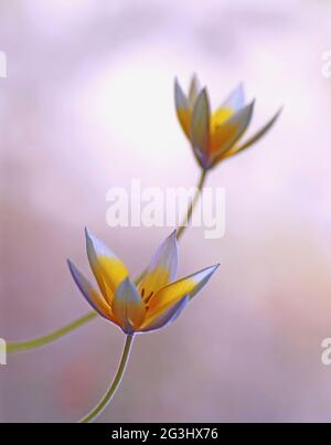 Tulipes jaunes 'tarda' fleurs printanières Banque D'Images
