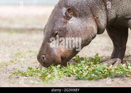 (Hippopotame pygmée Choeropsis liberiensis) Banque D'Images
