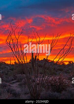 Lever de soleil coloré dans le désert d'Arizona avec l'usine de cactus d'Ocotillo en premier plan. Banque D'Images