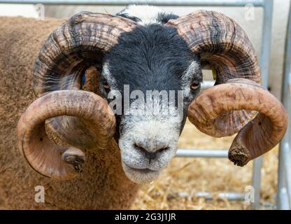 Portrait d'un RAM Blackface avec cornes au Royal Highland Show 2021, Ingliston, Édimbourg, Écosse. Banque D'Images