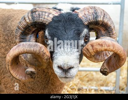 Portrait d'un RAM Blackface avec cornes au Royal Highland Show 2021, Ingliston, Édimbourg, Écosse. Banque D'Images