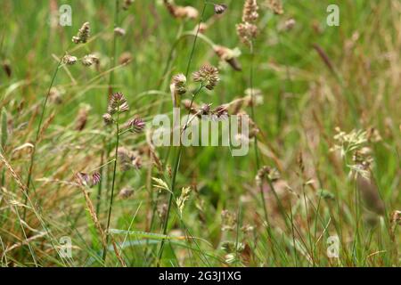 Une photographie rapprochée d'herbes. Fond de paysage extérieur Banque D'Images