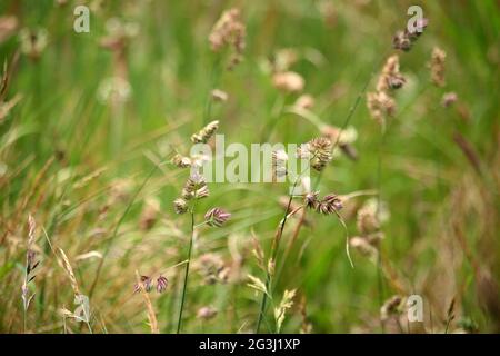 Une photographie rapprochée d'herbes. Fond de paysage extérieur Banque D'Images