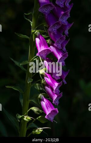 Foxglove (Digitalis purpurea) dans la forêt de Dean, Gloucestershire, Angleterre, Royaume-Uni Banque D'Images