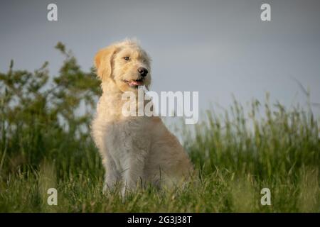 Chien jaune du Labrador bouffé Banque D'Images