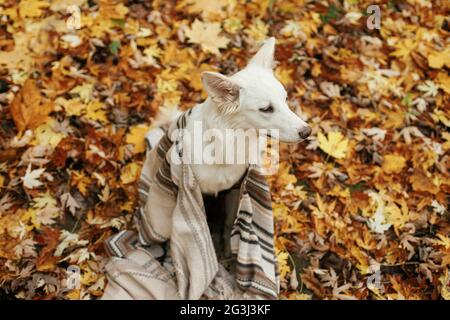 Beau chien mignon assis sous une couverture confortable parmi les feuilles d'automne dans les bois d'automne. Adorable chiot de berger suisse blanc recouvert de tissu écossais reposant sur l'île de ba Banque D'Images