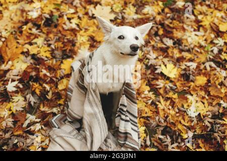 Beau chien mignon assis sous une couverture confortable sur les feuilles d'automne dans les bois d'automne. Adorable chiot de berger suisse blanc avec une drôle d'émotion recouvert de plai Banque D'Images