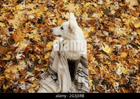 Beau chien mignon assis sous une couverture confortable parmi les feuilles d'automne dans les bois d'automne. Adorable chiot de berger suisse blanc recouvert de tissu écossais reposant sur l'île de ba Banque D'Images