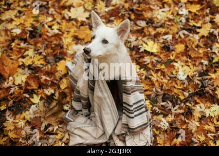 Beau chien mignon assis sous une couverture confortable parmi les feuilles d'automne dans les bois d'automne. Adorable chiot de berger suisse blanc recouvert de tissu écossais reposant sur l'île de ba Banque D'Images