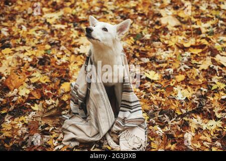 Beau chien mignon assis sous une couverture confortable parmi les feuilles d'automne dans les bois d'automne. Adorable chiot de berger suisse blanc recouvert de tissu écossais reposant sur l'île de ba Banque D'Images