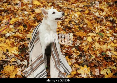 Beau chien mignon assis sous une couverture confortable parmi les feuilles d'automne dans les bois d'automne. Adorable chiot de berger suisse blanc recouvert de tissu écossais reposant sur l'île de ba Banque D'Images