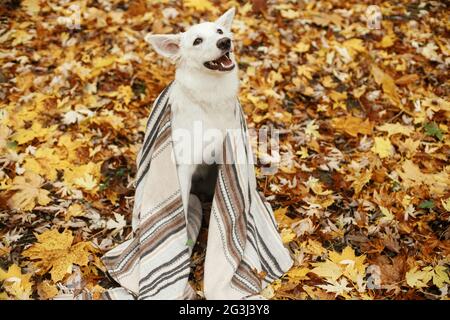 Joyeux chien mignon assis sous une couverture confortable parmi les feuilles d'automne dans les bois d'automne. Adorable chiot de berger suisse blanc recouvert de tissu écossais reposant sur le backgr Banque D'Images