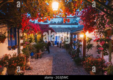 Des plantes en pot couvrent les cours (patios) des maisons des résidents de Cordoue, en Espagne, qui s'ouvrent au public une fois par an dans le cadre du Festival du patio Banque D'Images