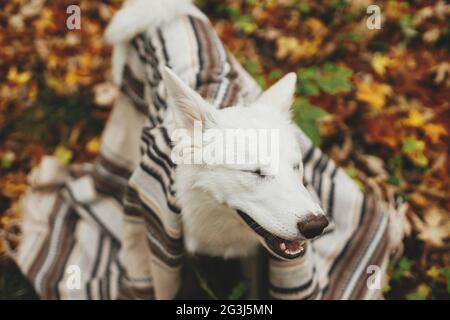 Beau chien mignon avec les yeux fermés sous une couverture confortable se détendre sur fond de feuilles d'automne dans les bois d'automne. Adorable chien de berger suisse blanc heureux Banque D'Images