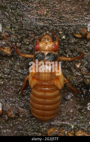 Périodique cicada, Magicicada septendecim, périodique de 17 ans cicada, récemment émergé larva, Maryland, Juin 2021 Banque D'Images