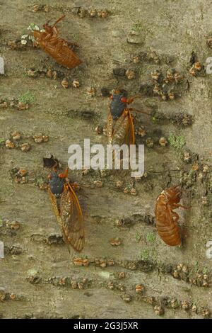 Périodique cicada, Magicicada septendecim, périodique de 17 ans cicada, les adultes récemment apparus et leurs exsuviae, Maryland, juin 2021 Banque D'Images